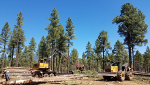 Heavy machinery thinning ponderosa pine forest in Arizona